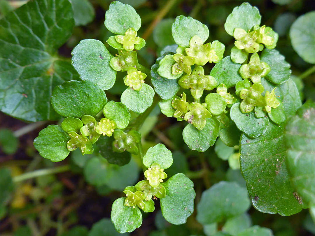 Yellow-green flowers