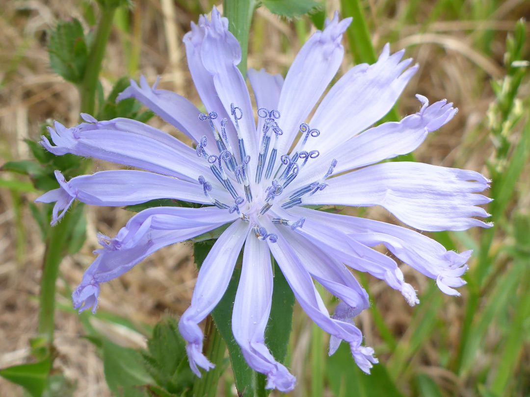 Pale blue florets