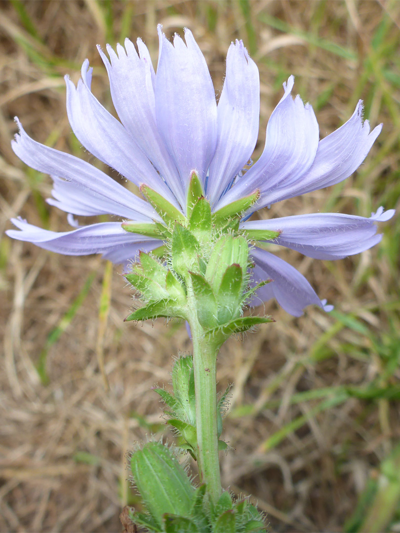 Hairy phyllaries