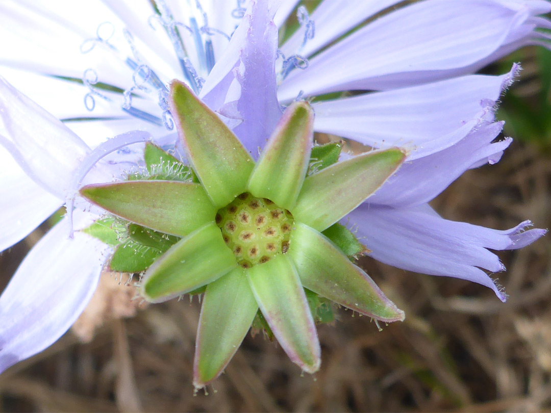 Developing flowerhead