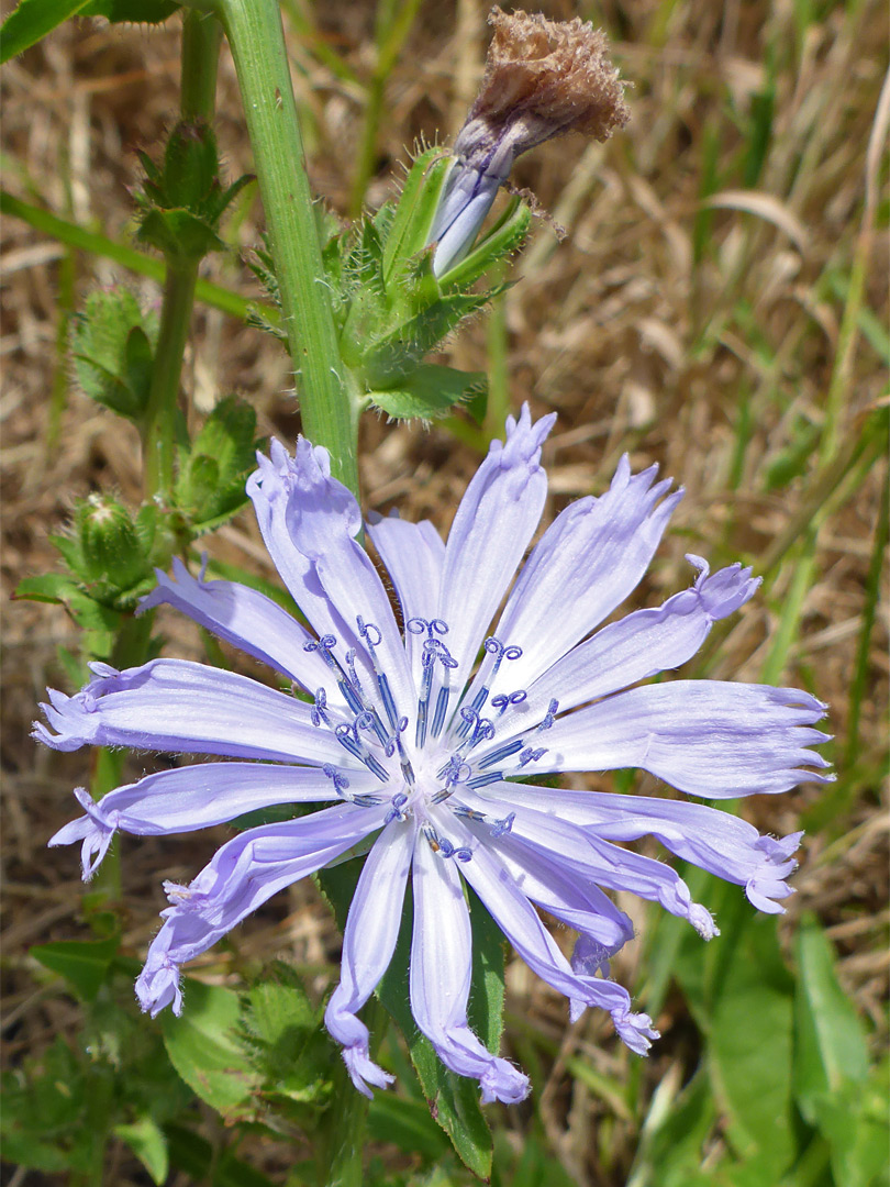 Stem and flowerhead