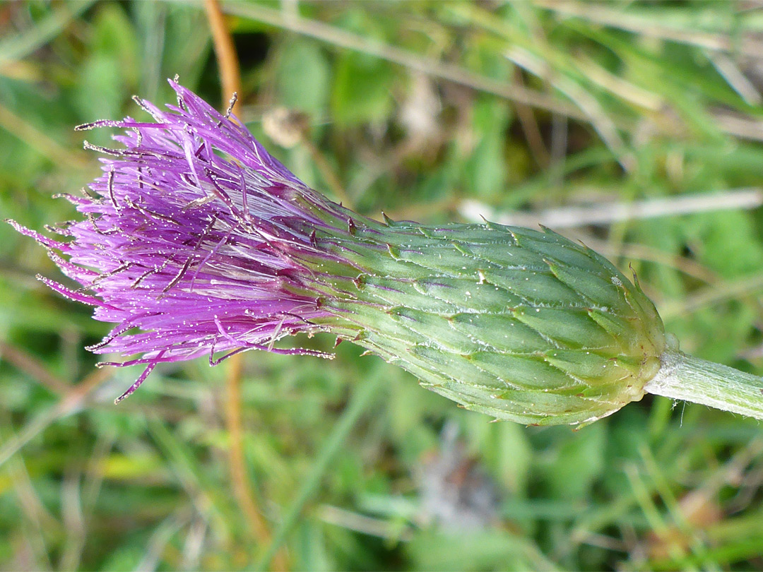 Phyllaries and florets