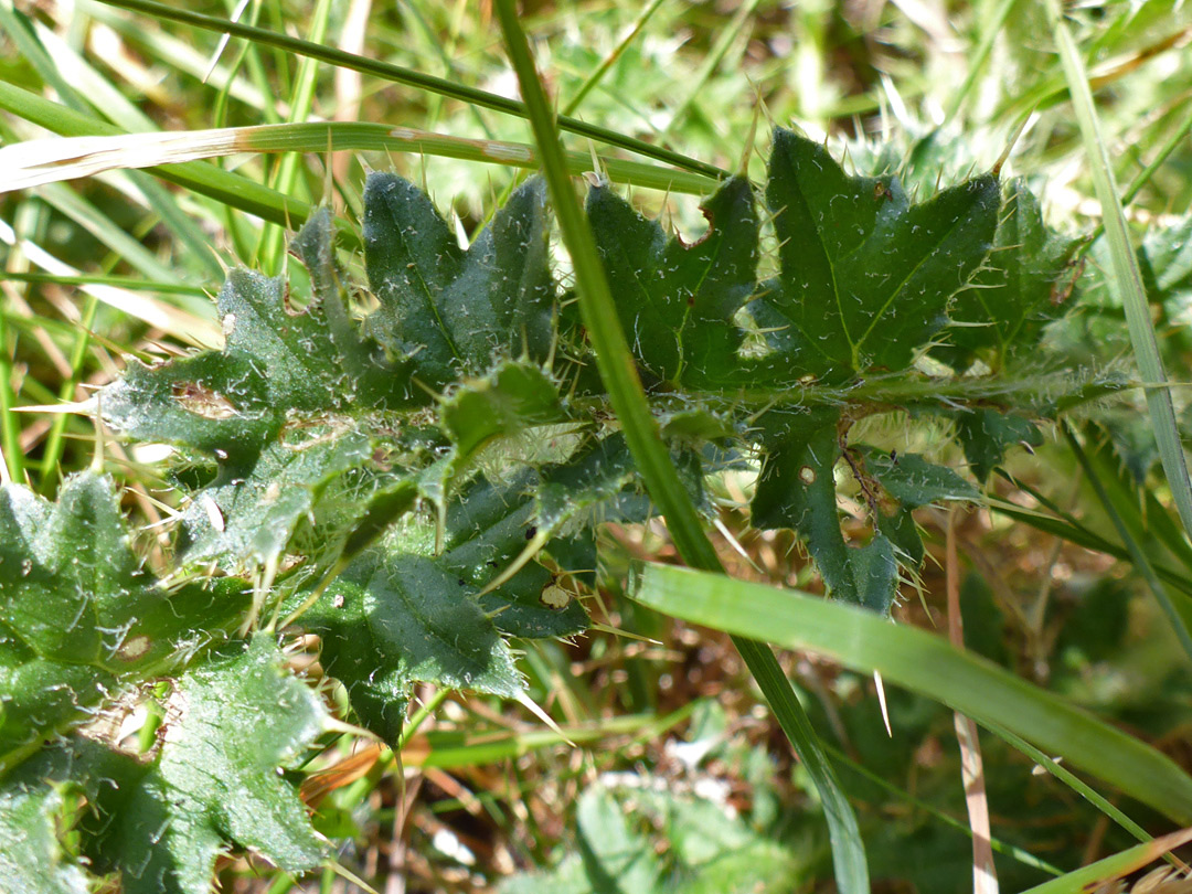 Spiny leaf