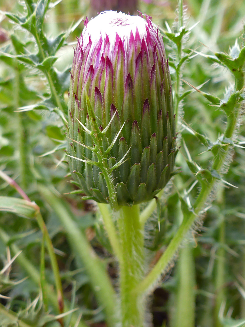 Developing flowerhead