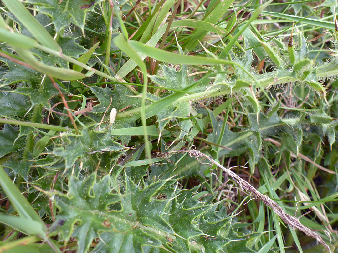 Hairy, spiny leaves