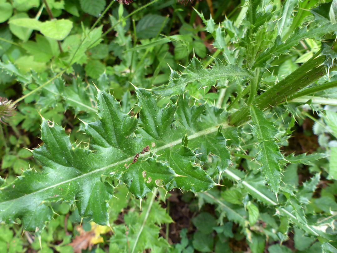 Stem and leaves