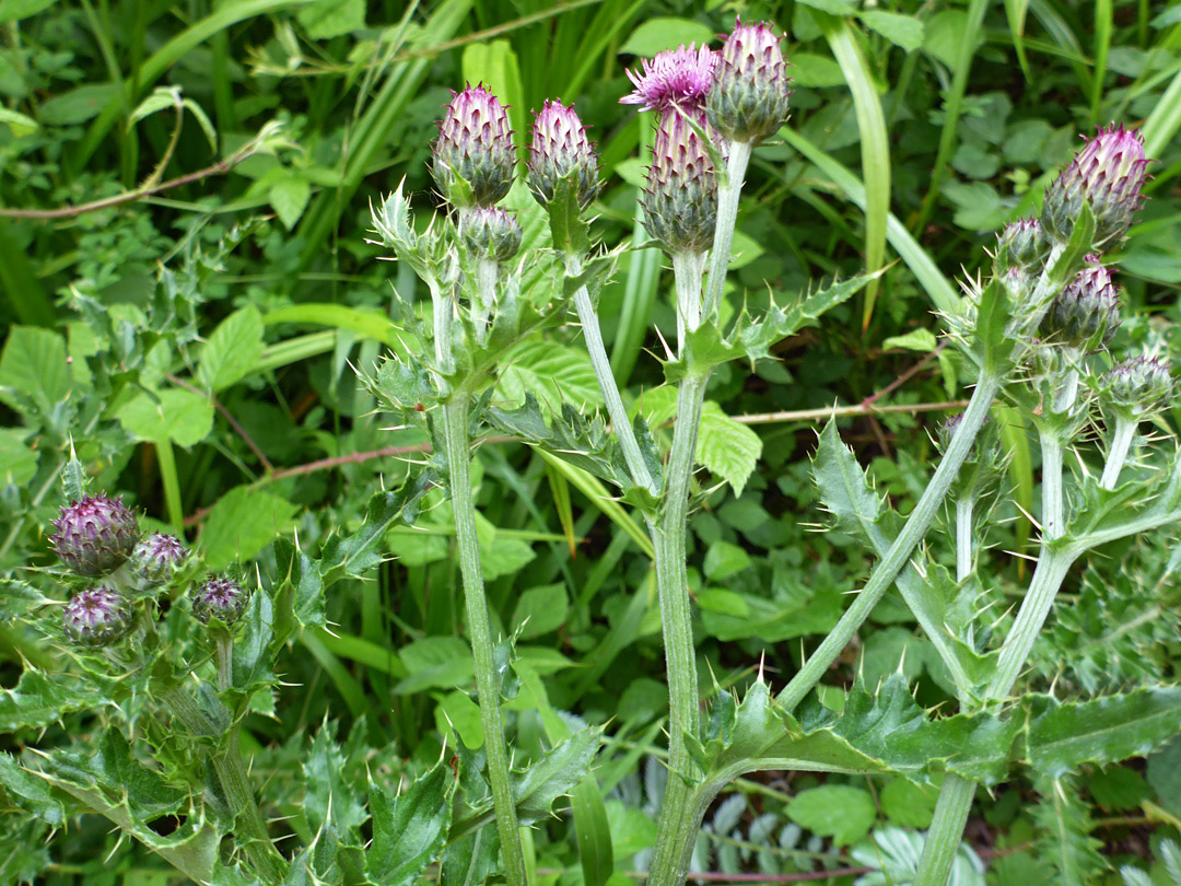 Flowering stems