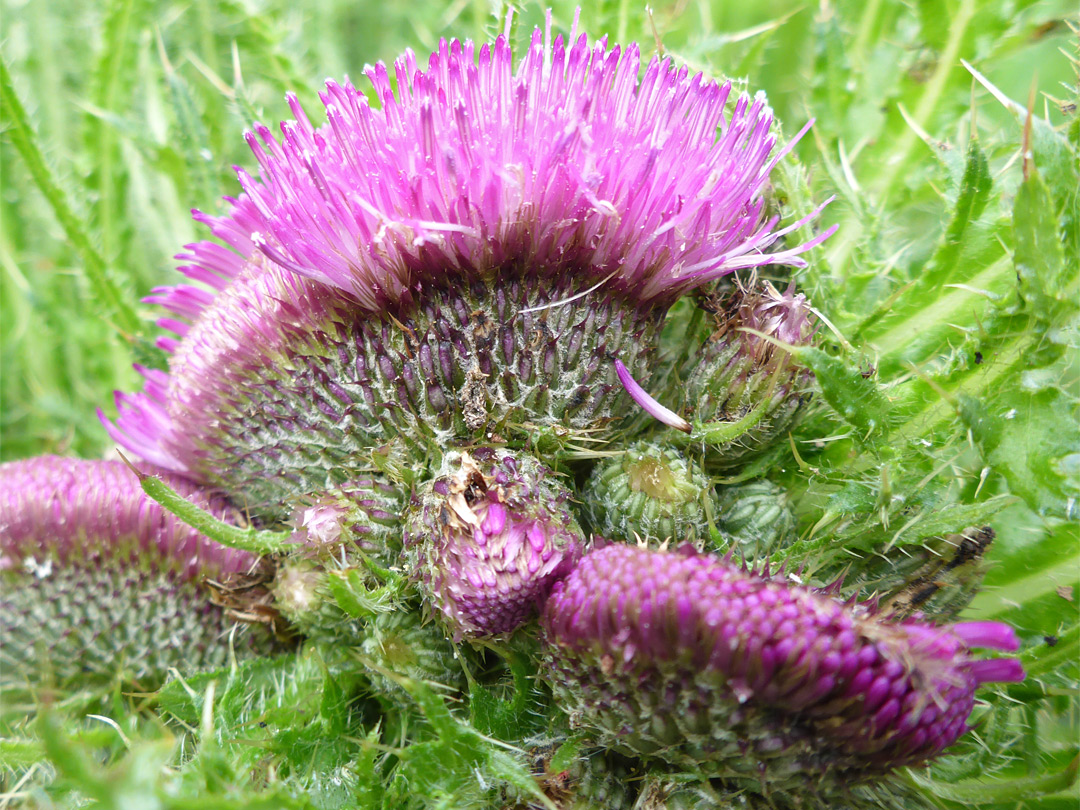 Cristate thistle