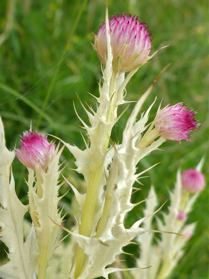 White stems