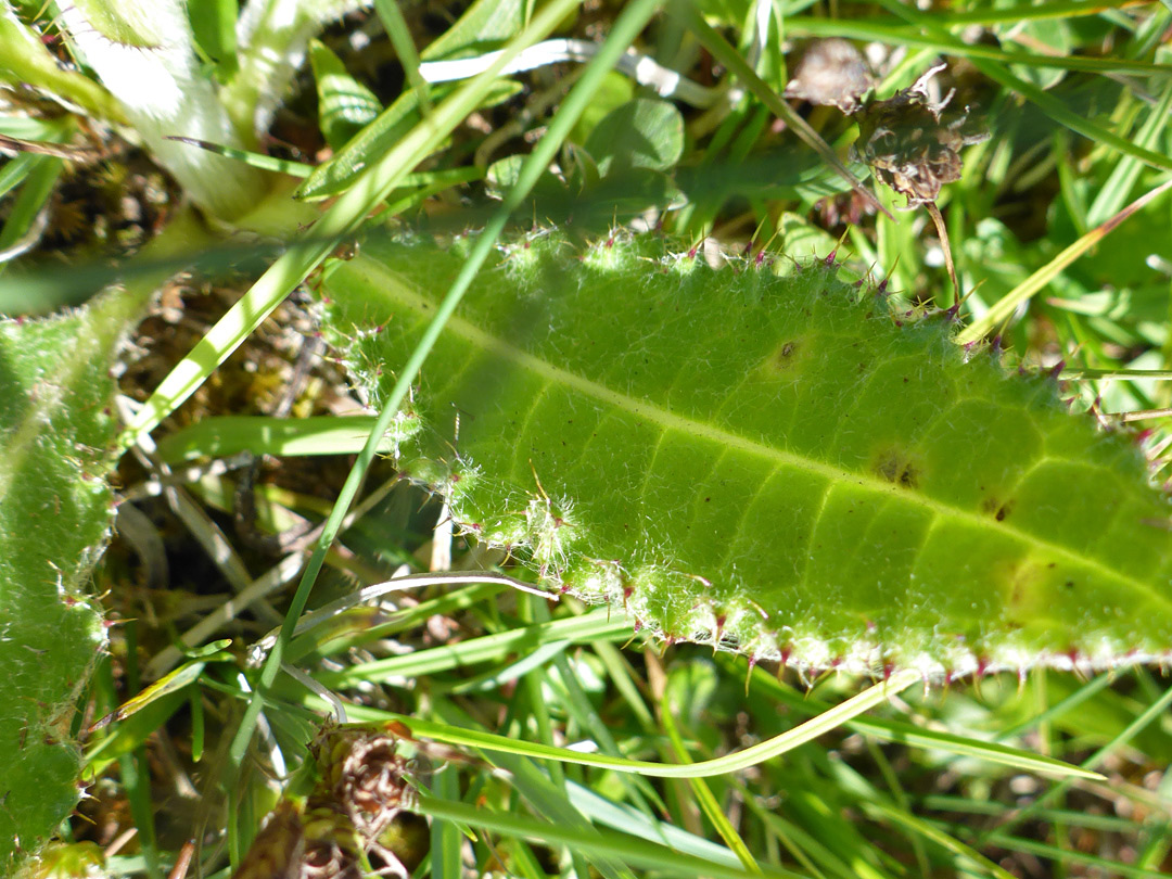 Spiny leaf