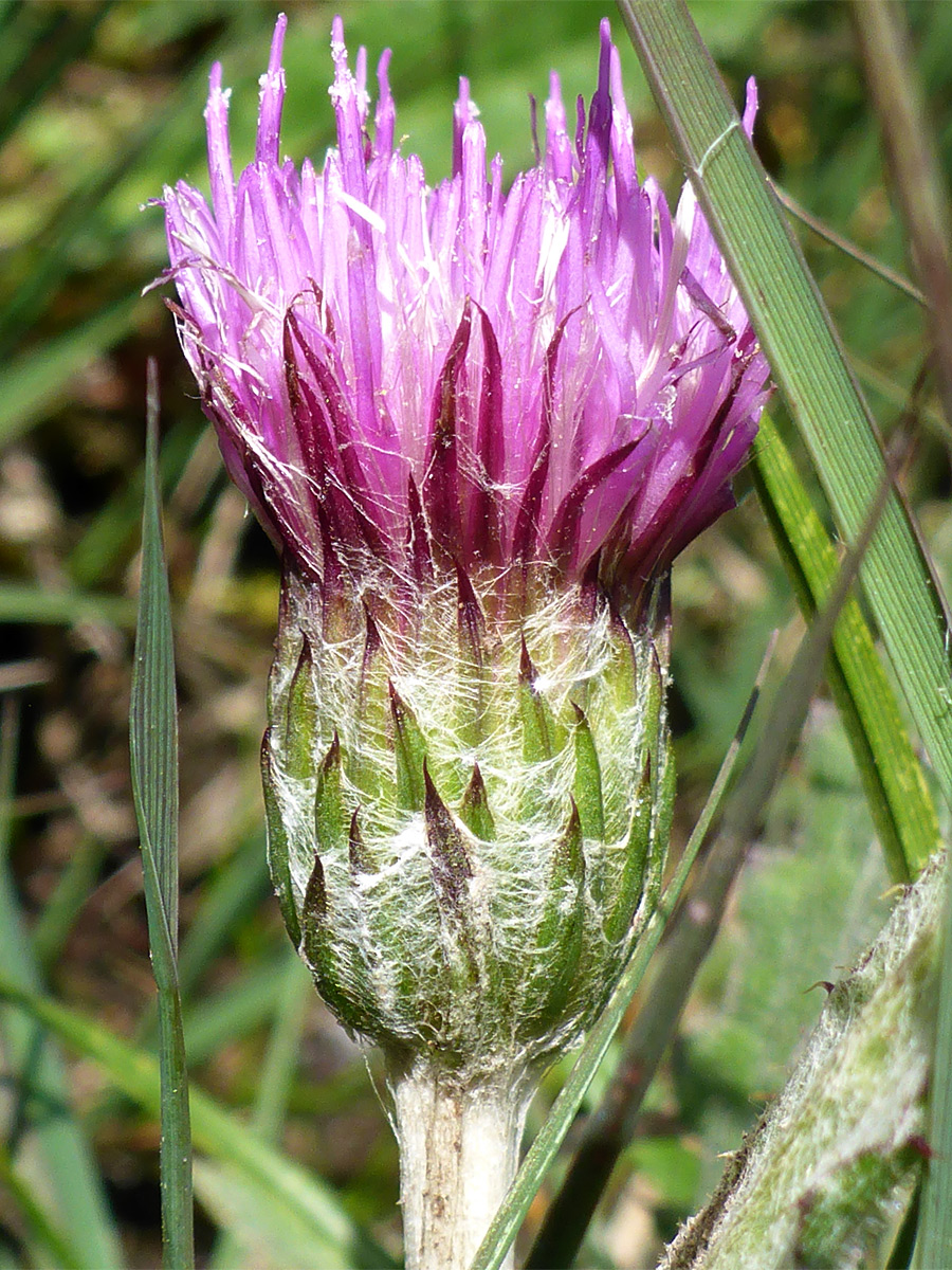 Flowerhead