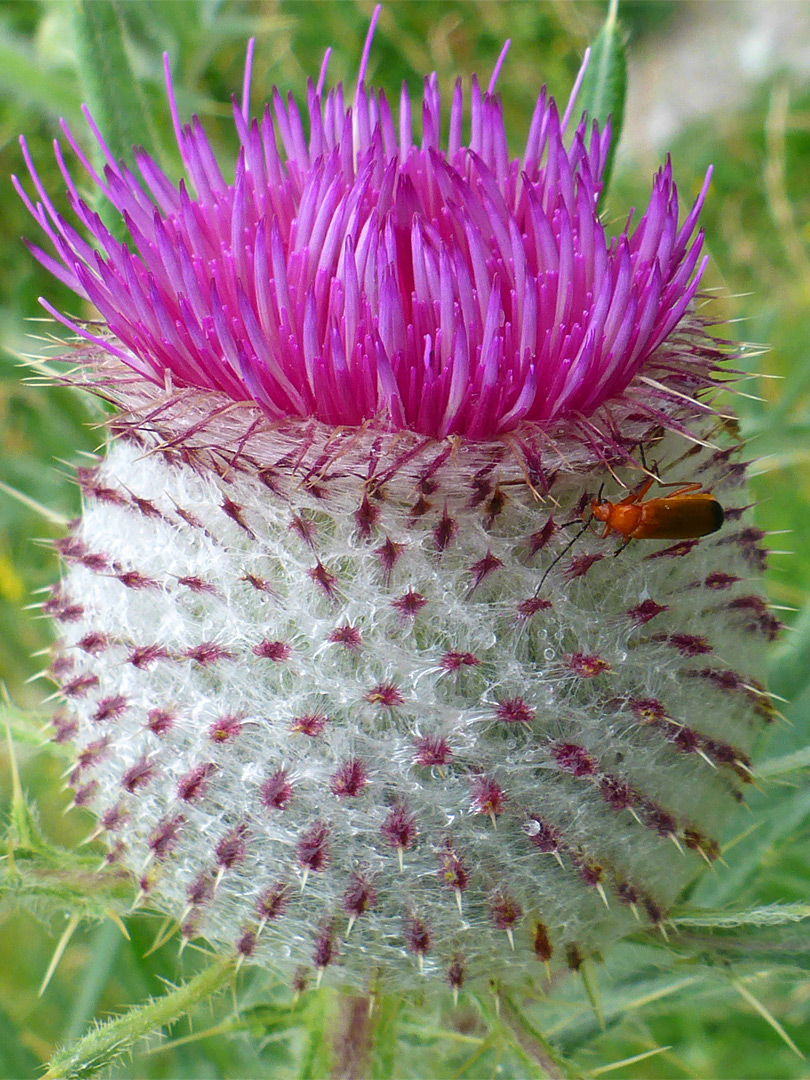 Beetle on a flowerhead