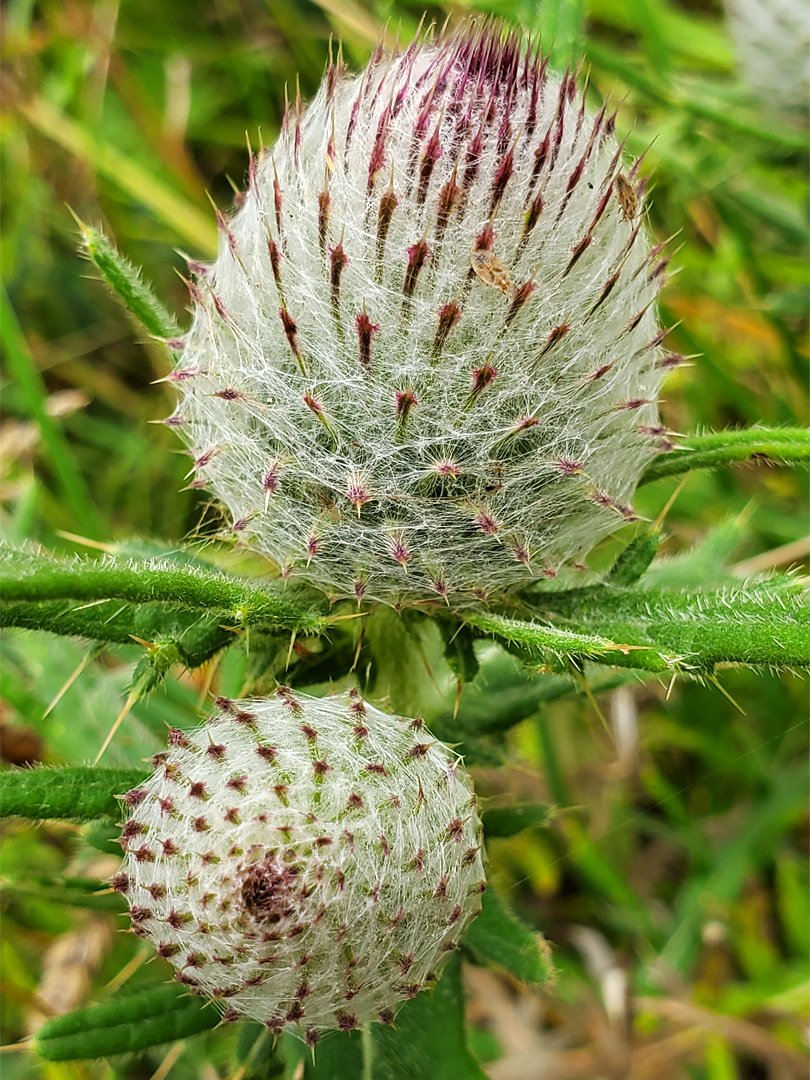 Egg-shaped flowerheads