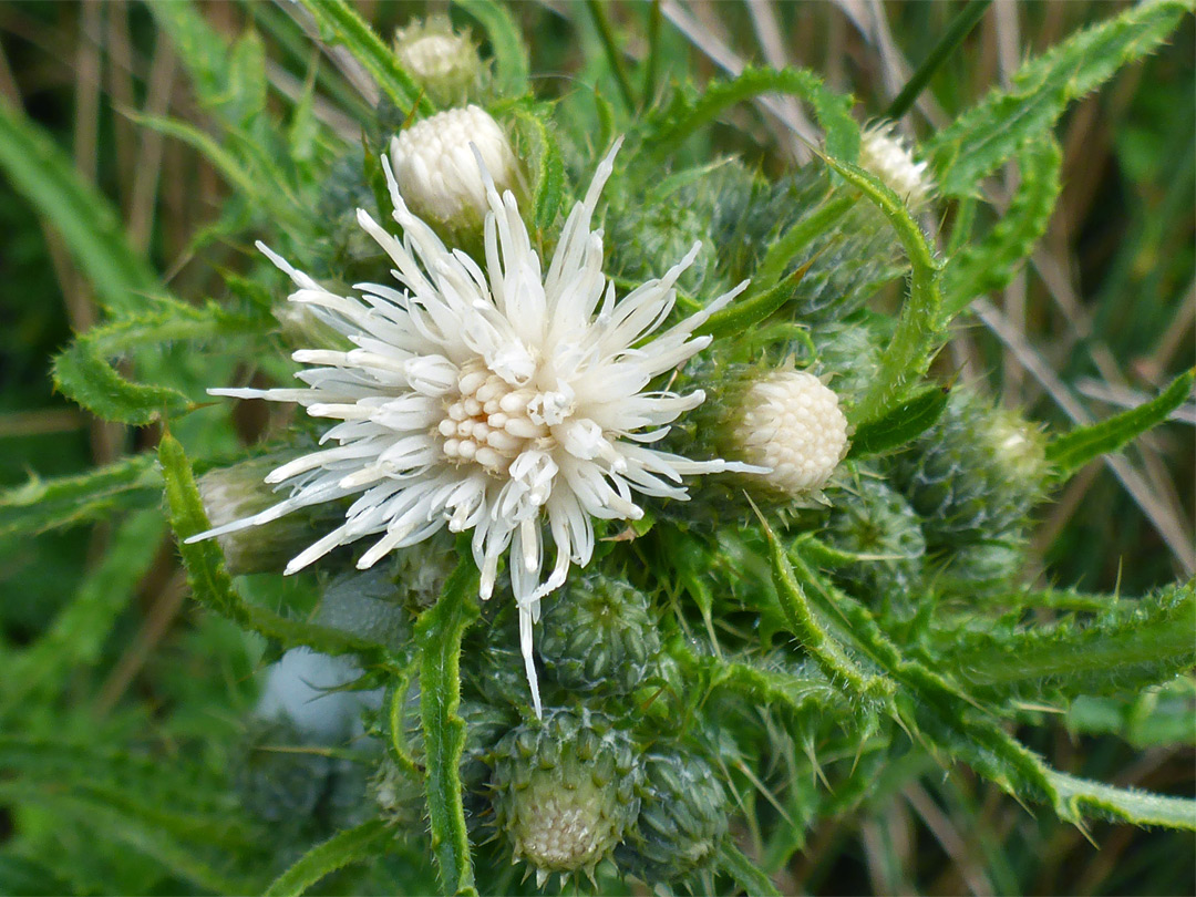 Marsh thistle