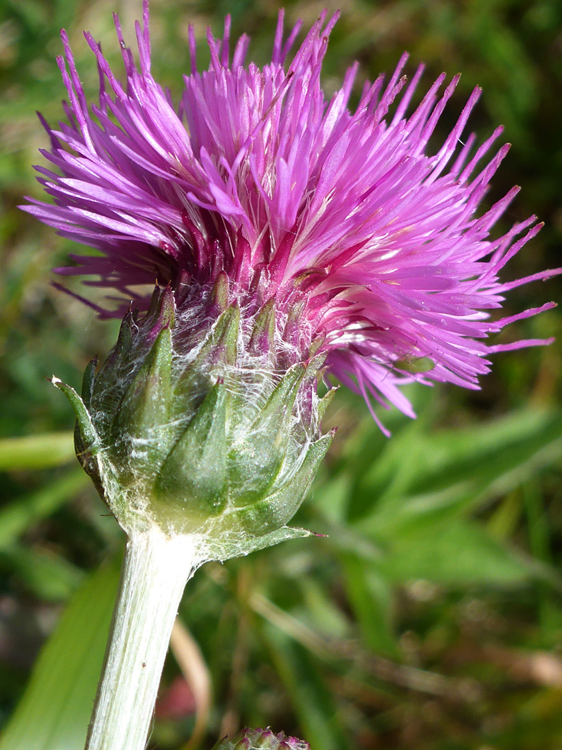 Flowerhead