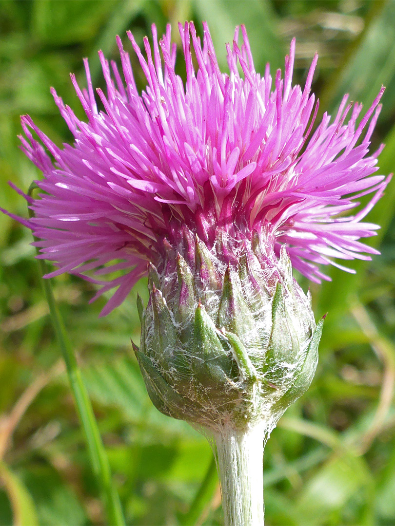 Tuberous thistle