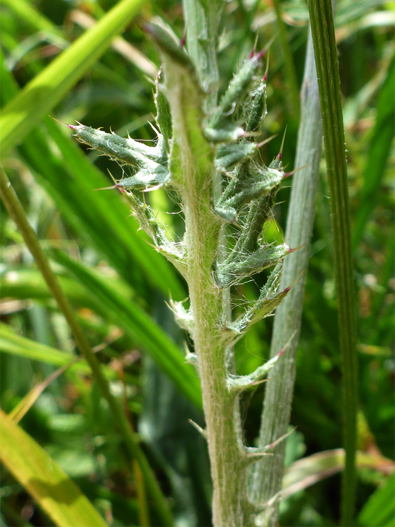 Lower leaf surface