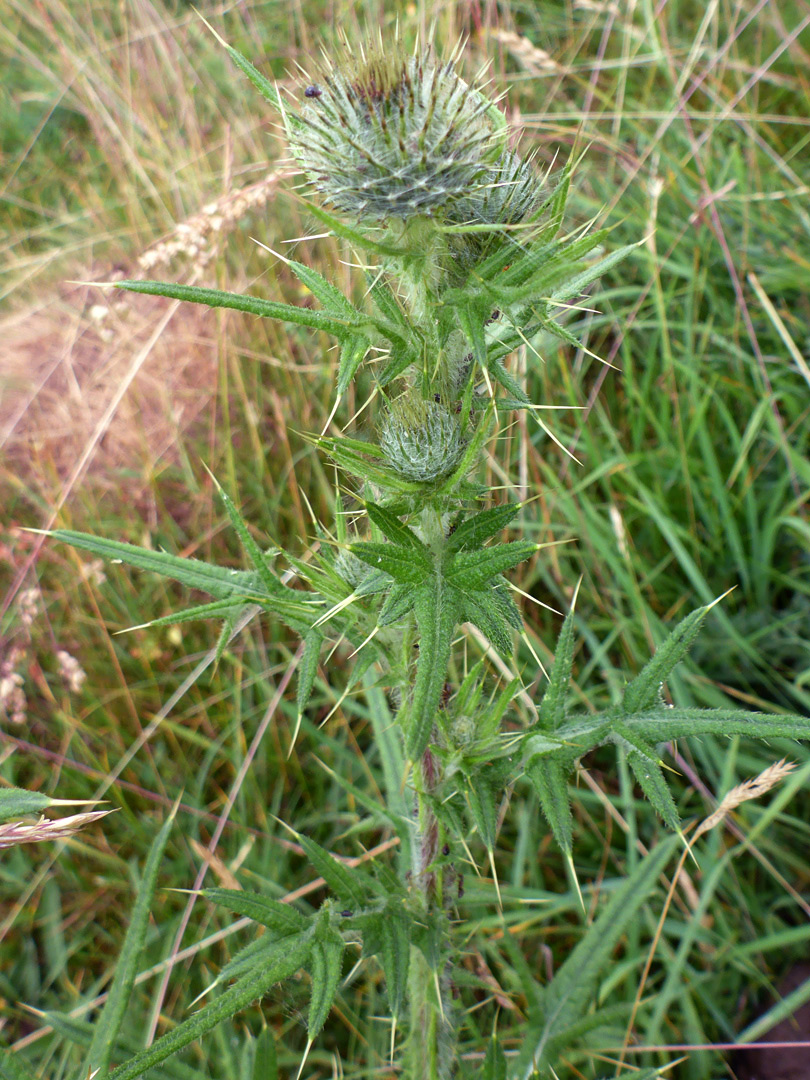 Spear-shaped leaves