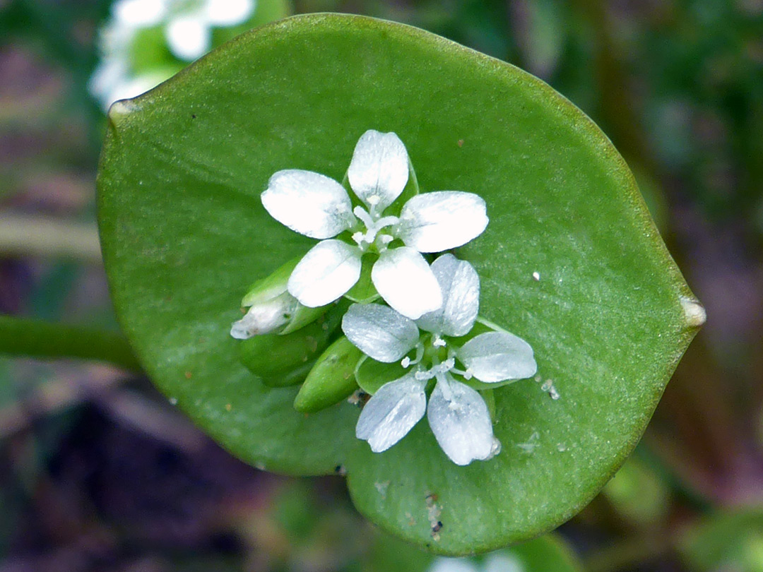 Perfoliate leaf