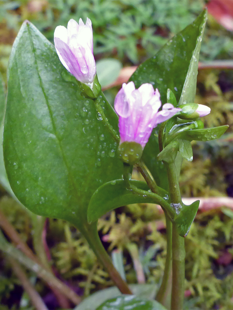 Leaves and flowers