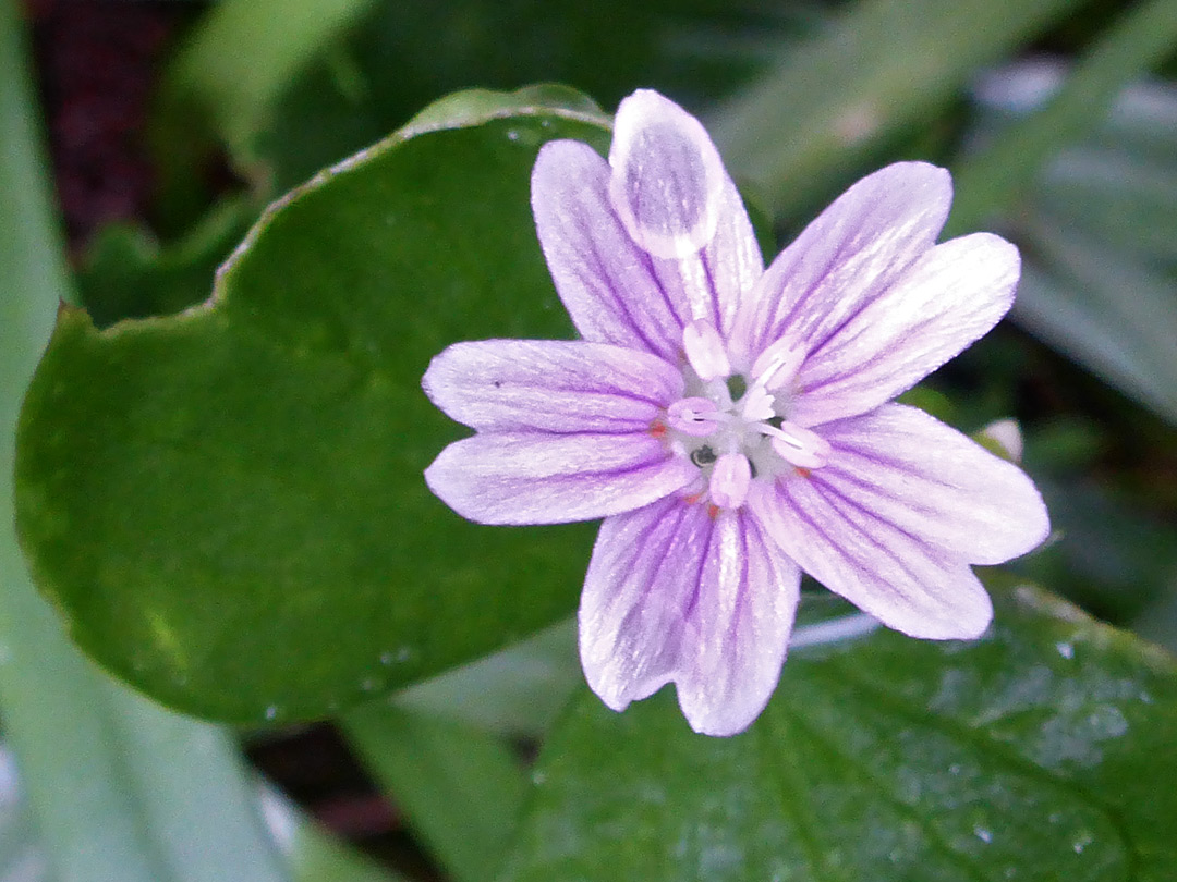 Pink purslane