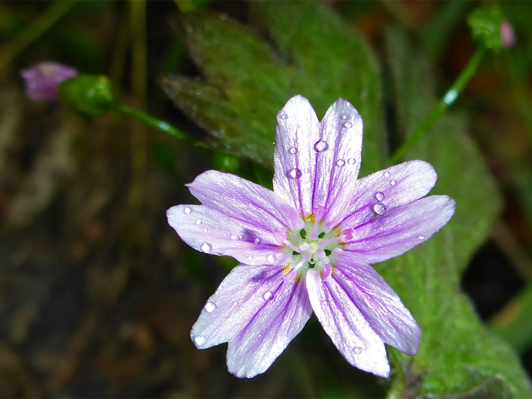 Notched petals