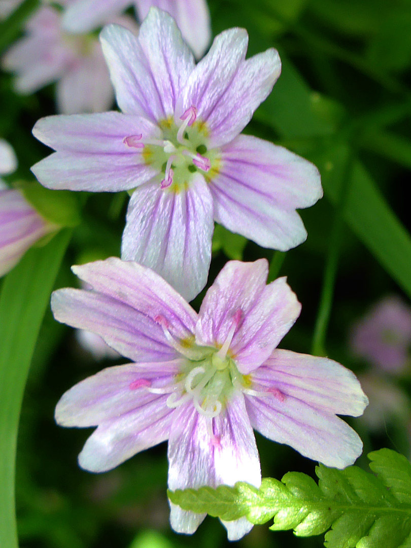 Pink purslane