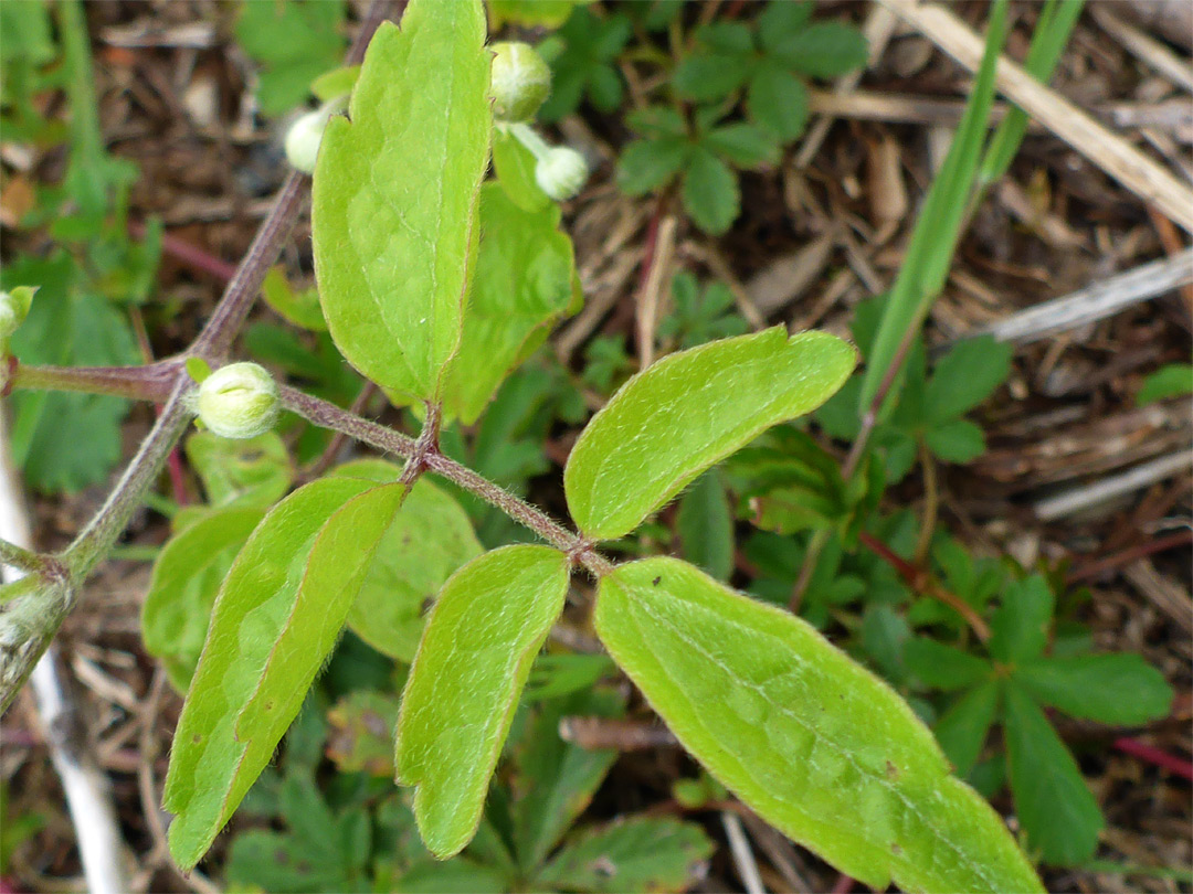 Pinnate leaf