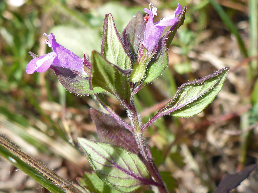 Hairy leaves