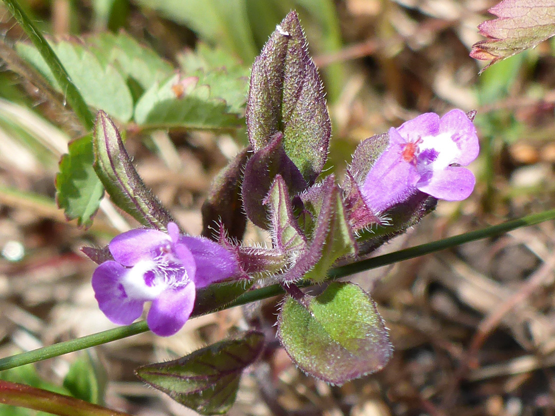 White-centered flowers