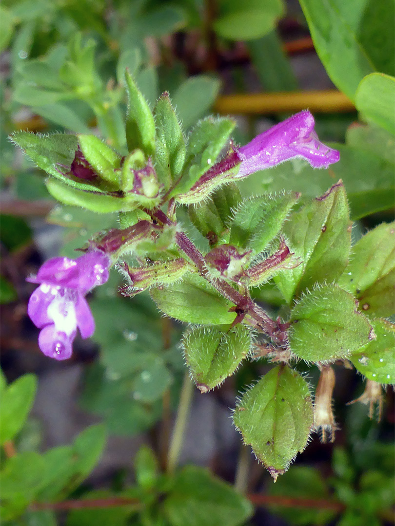 Leaves and flowers