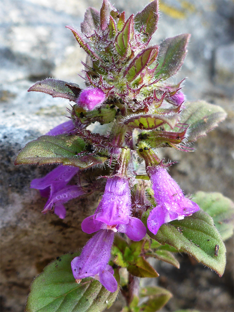 Flowers, bracts and leaves