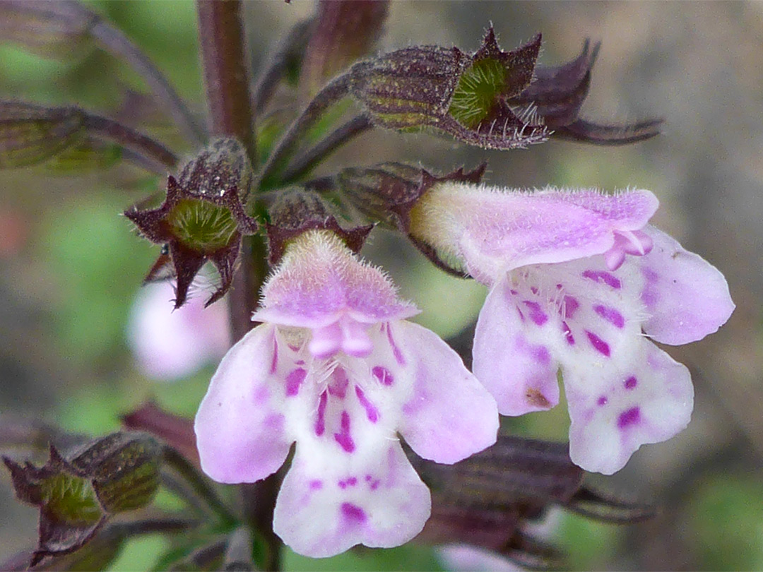 Purple-spotted petals
