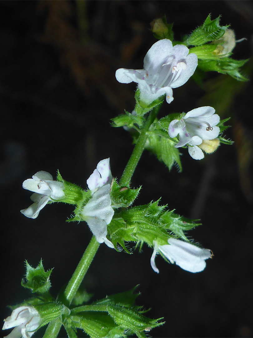 Whorled flowers