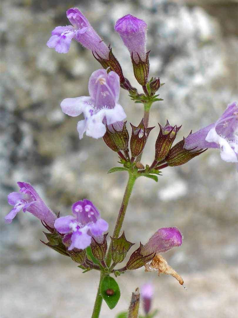 Whorled flowers