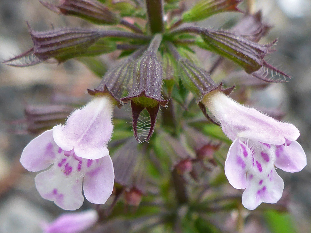 Pair of flowers