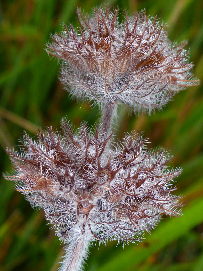 Wild basil