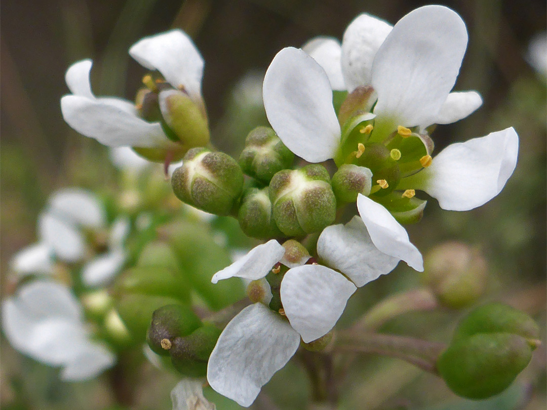 White flowers