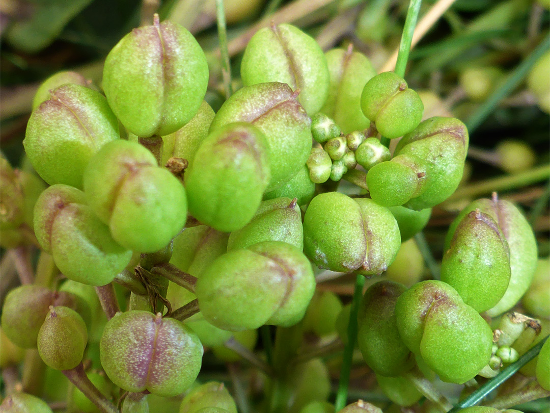 Green fruits