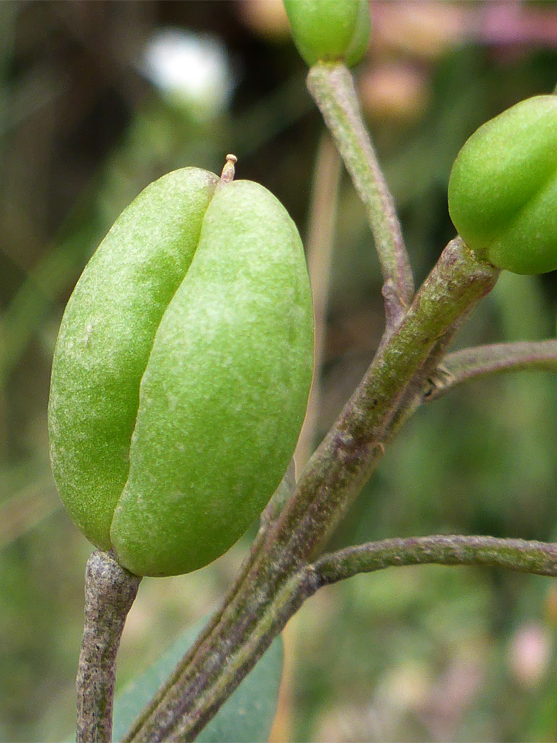 Two-chambed fruit