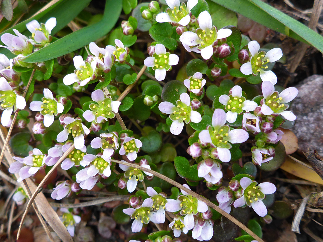 Many flowers