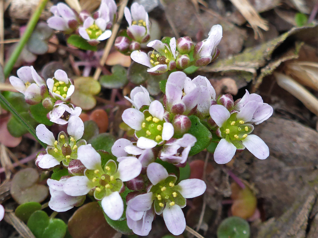 Pale pink petals