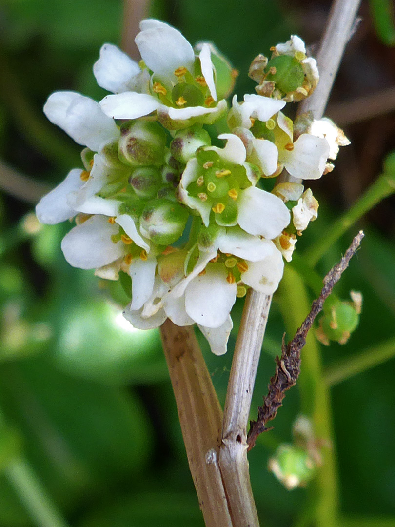 Compact flower cluster