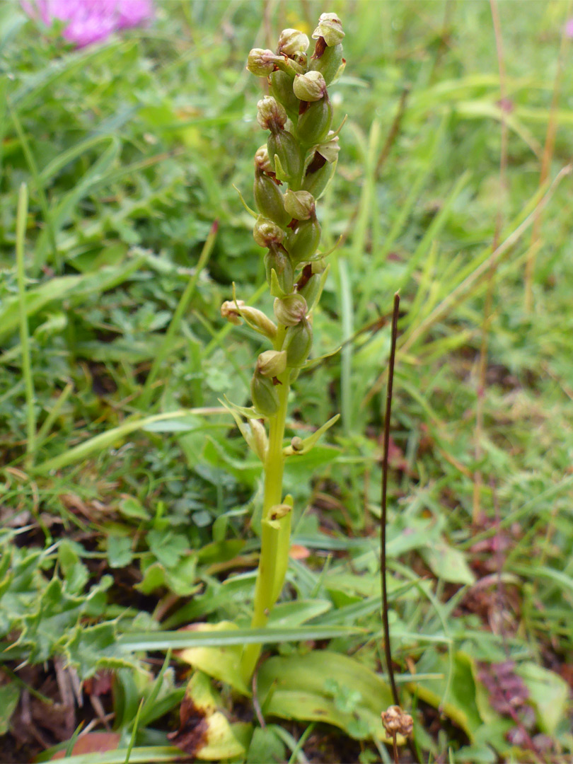 Flowering stem