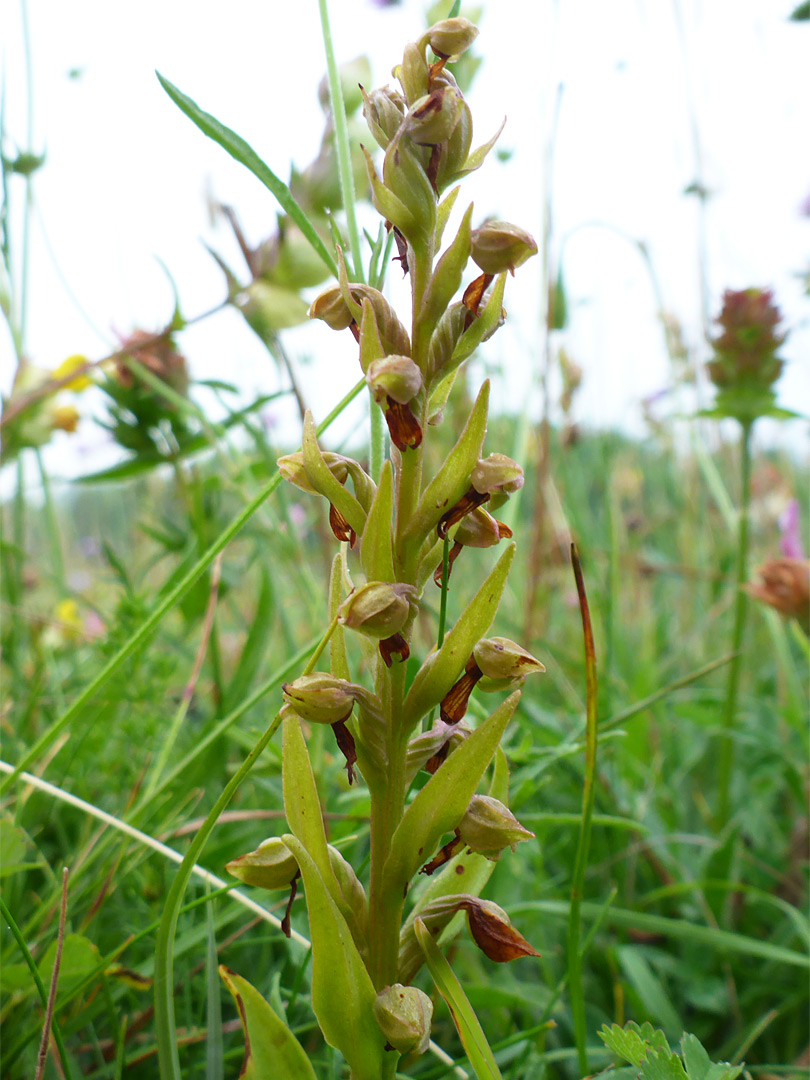 Reddish-green flowers