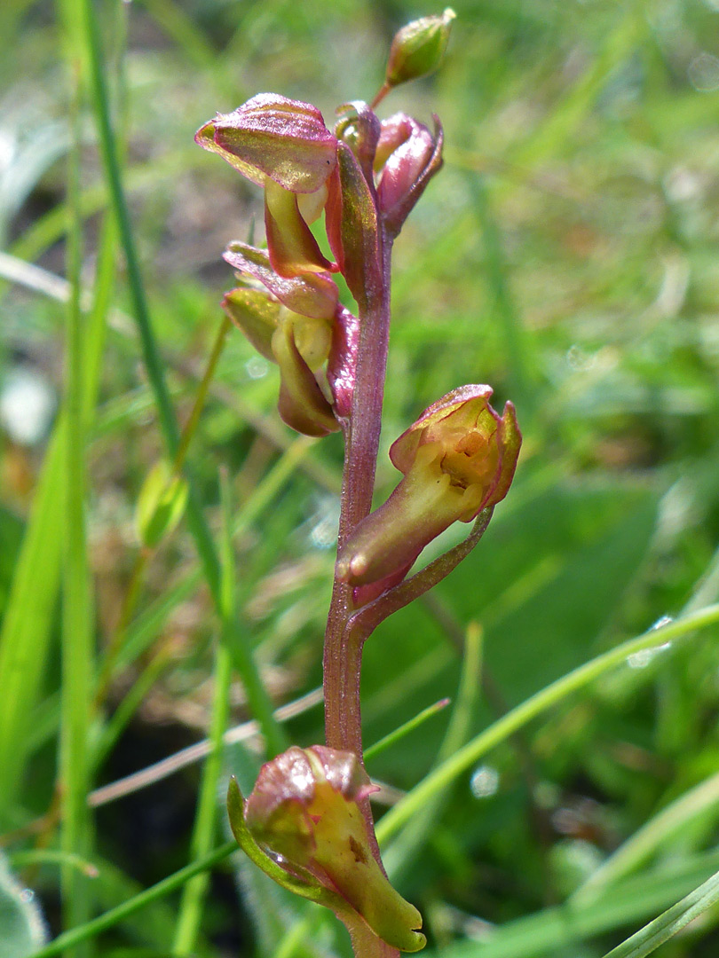 Flowers and bracts