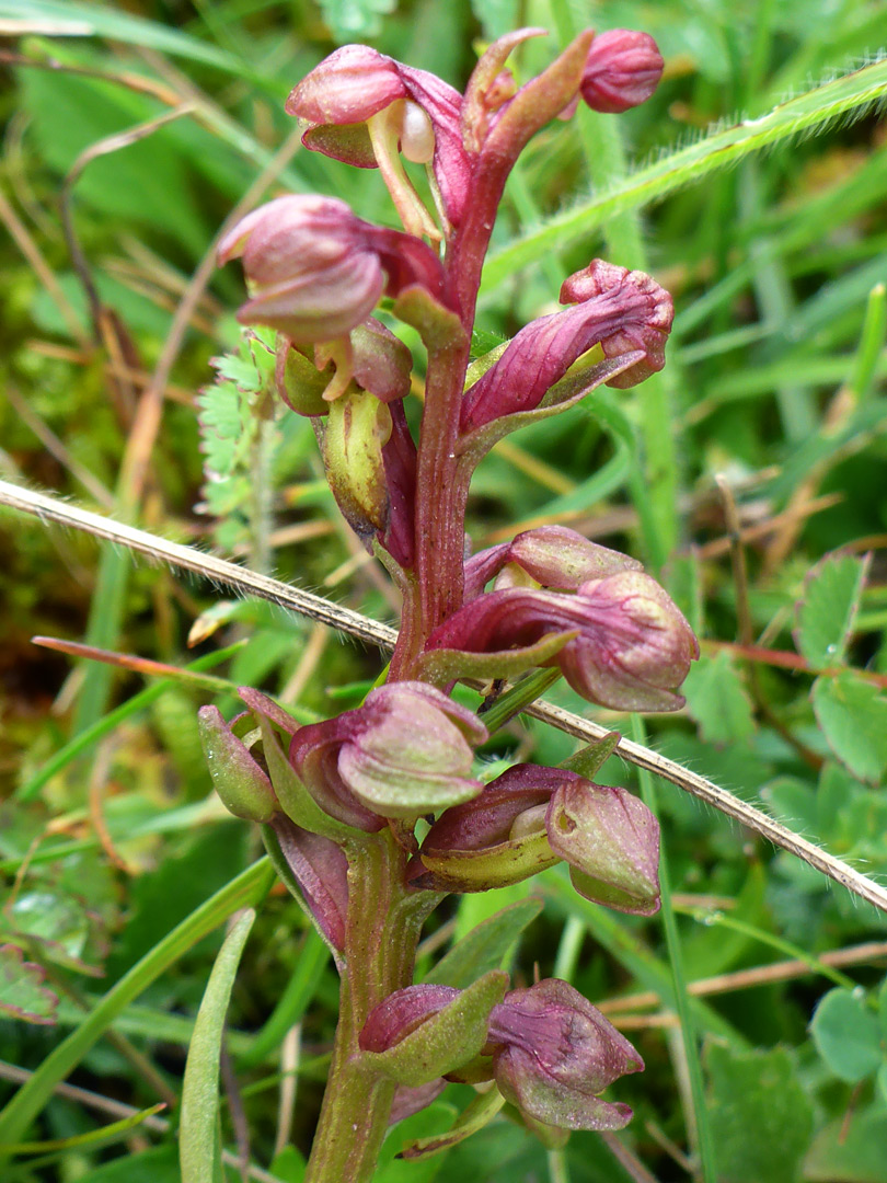 Purple-red flowers