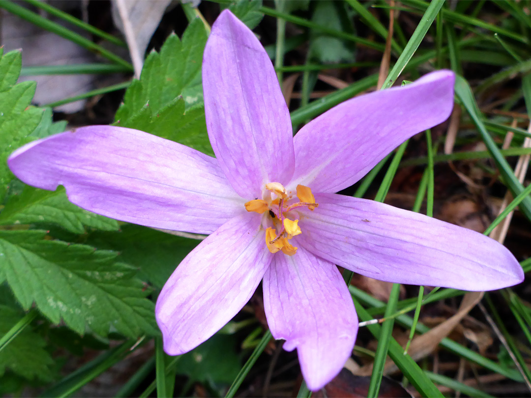 Six-petalled flower