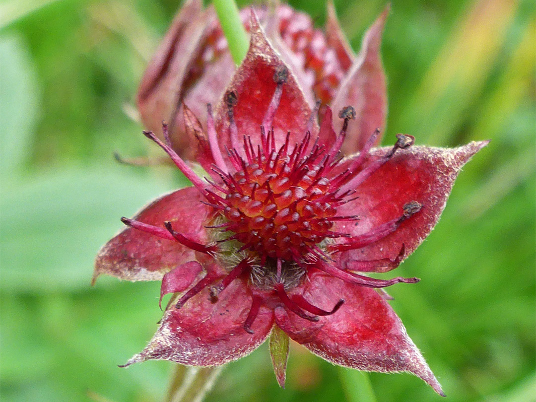 Red flower