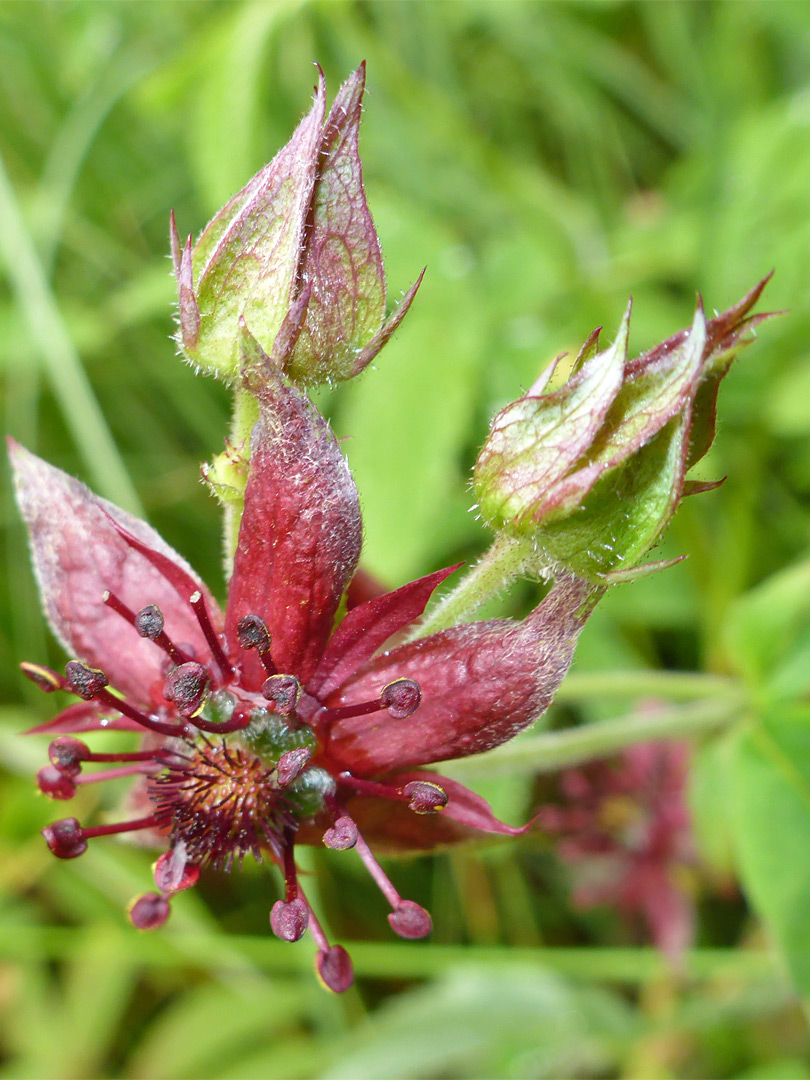 Flower and buds